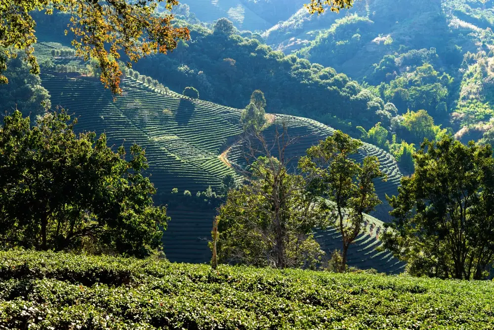 Green tea plantations on the hilltop of Chiang Rai Province , Thailand