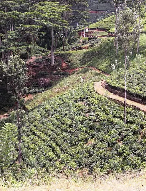 Juodoji arbata: istorija, rūšys, nauda 3 Arbatos plantacija kalvotoje Sri Lankos kraštovaizdyje.