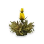 Baltoji arbata su geltonos rožės pumpuru