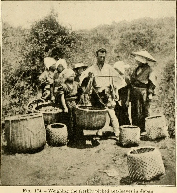 Matcha Arbata: Nauda, Paruošimas ir Istorija 1 Senovinė nuotrauka: arbatos lapelių svėrimas Japonijoje, 1900 m.